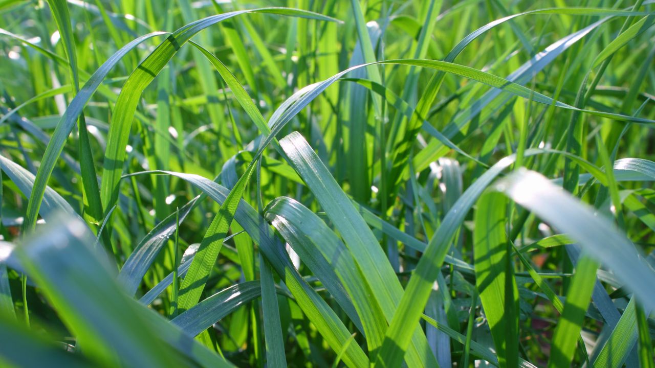 kúszó csenkesz gyom